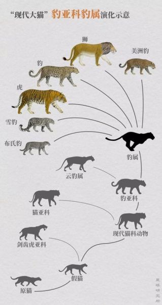 虎斑猫(它们之间有什么区别)