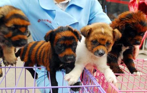 虎皮丹犬(哪些狗和它很像)