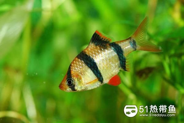 虎皮鱼吃什么(还有别的选择吗)