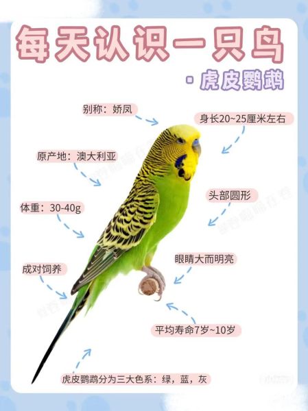 虎皮鹦鹉怕冷吗(冬天怕冷要怎么养)