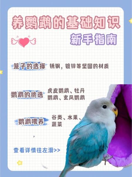 虎皮鹦鹉的饲养(怎样才能帮它们顺利产蛋)