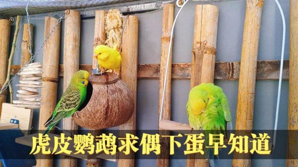 虎皮鹦鹉的饲养(怎样才能帮它们顺利产蛋)