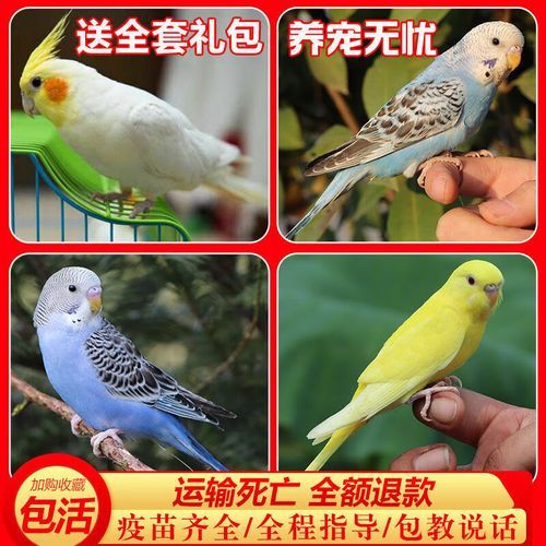 虎皮鹦鹉说话(哪些话最好学)