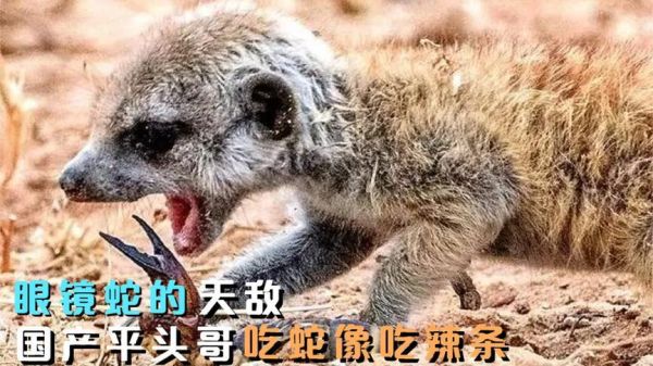 蛇的天敌(它们是怎样与蛇斗智斗勇的)