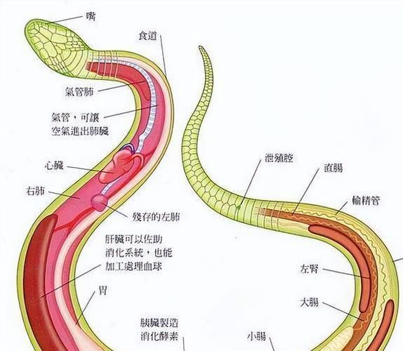 蛇的生殖长什么样的(它能帮助我们了解蛇的进化吗)