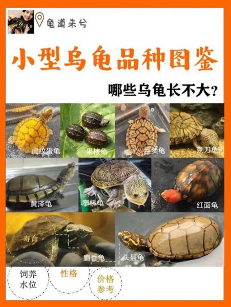 蛋龟之家(选他们家合适吗)