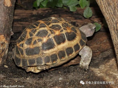 蛛网龟(养它需要准备哪些东西)