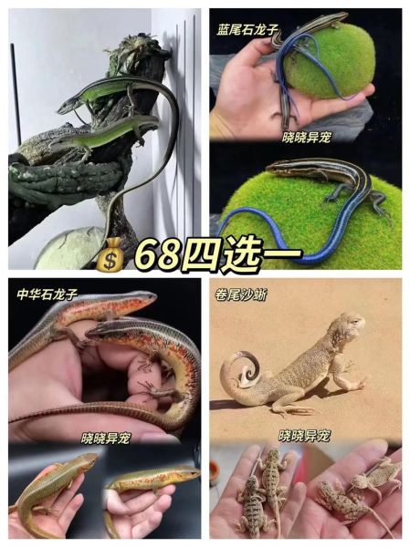 蜥蜴价格(哪种蜥蜴最受欢迎)