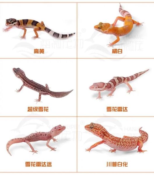 蜥蜴宠物(你知道怎么照顾它们吗)