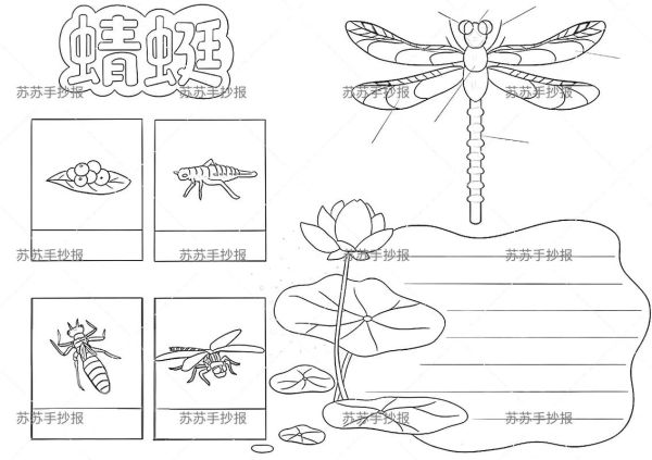 蜻蜓的生活习性(它最爱吃什么)