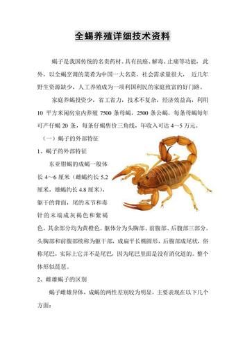 蝎种(它经历了什么)