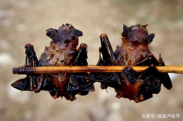 蝙蝠吃什么(它们都是素食主义者吗)