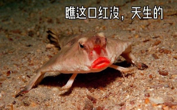 蝙蝠鱼( 它吃什么)