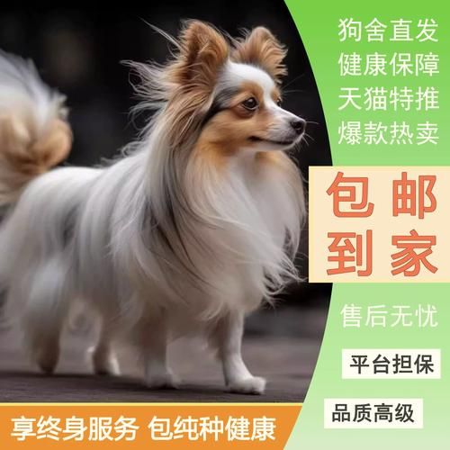 蝴蝶犬( 到底应该怎么喂养它)