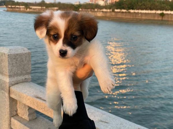 蝴蝶犬串串(它和纯种蝴蝶犬有什么区别)