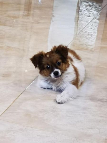 蝴蝶犬串串(它和纯种蝴蝶犬有什么区别)