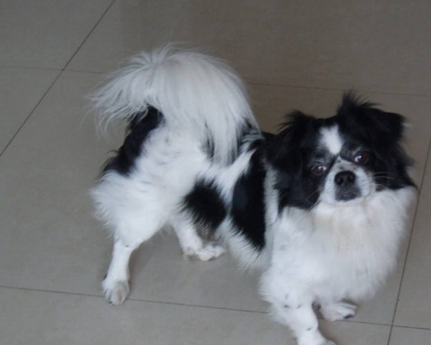 蝴蝶犬价格(怎么才能买到性价比高的)