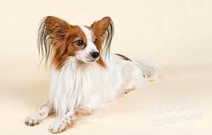 蝴蝶犬价格(怎么才能买到性价比高的)