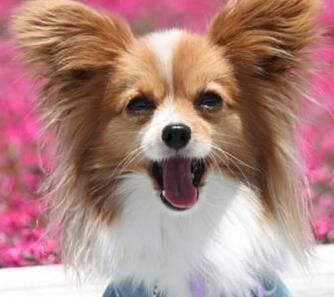 蝴蝶犬图片(适合过敏体质的人养吗)