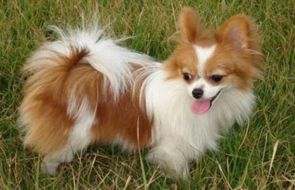 蝴蝶犬图片(适合过敏体质的人养吗)