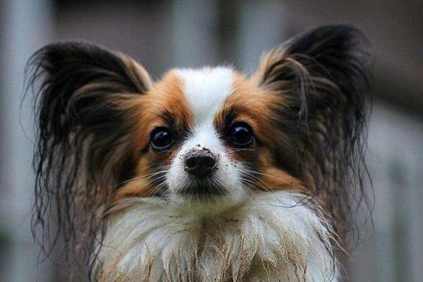 蝴蝶犬多少钱一只(怎么才能买到性价比高的)
