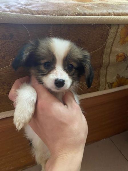 蝴蝶犬幼犬(新手养宠必备知识)