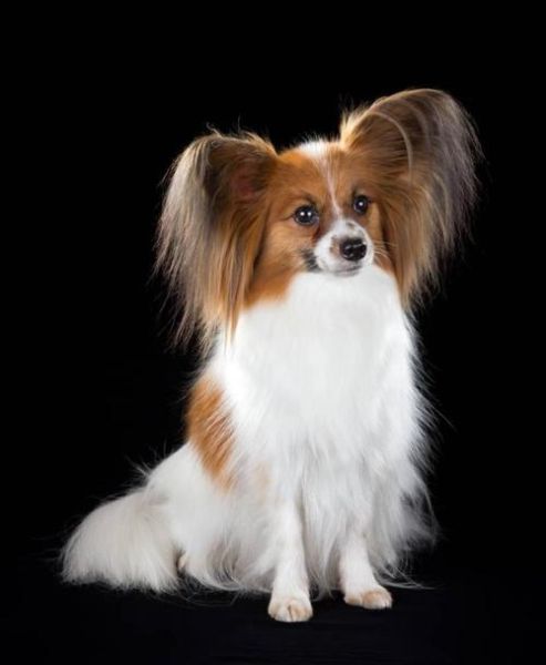 蝴蝶犬幼犬(新手养宠必备知识)