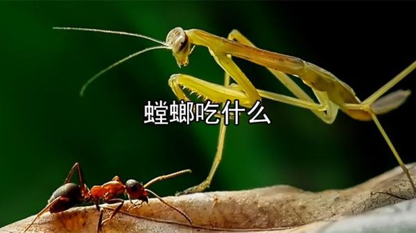 螳螂吃什么(它会吃老鼠吗)