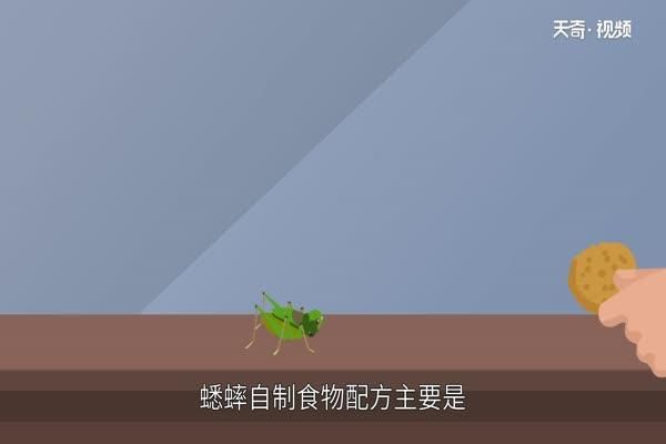 蟋蟀吃什么(养在家里又该怎么喂)