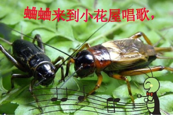 蟋蟀是如何发出声音的(只有雄蟋蟀会唱歌吗)