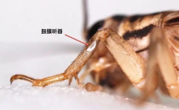 蟋蟀是如何发出声音的(只有雄蟋蟀会唱歌吗)