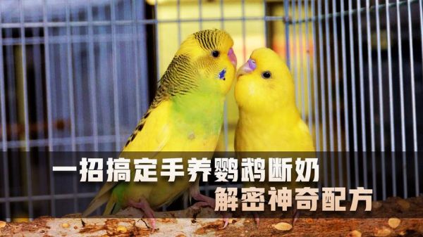 血鹦鹉怎么养( 水质要怎么调才能让它红红火火)