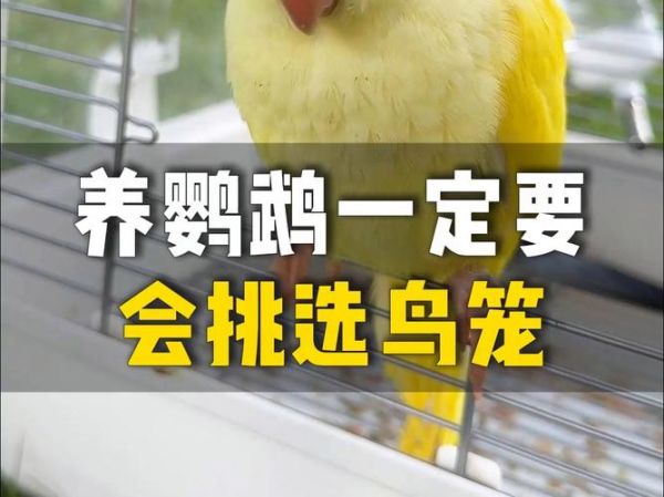 血鹦鹉怎么养( 水质要怎么调才能让它红红火火)