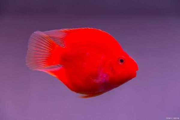 血鹦鹉鱼(怎么才能让它们红红火火)