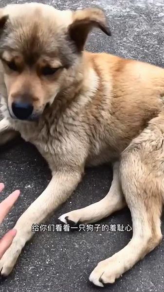 被自己家的狗上感受(是羞耻还是兴奋)