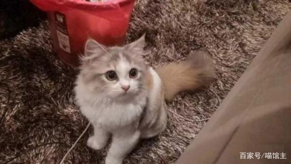 褴褛猫(怎么才能让它保持光泽)