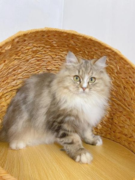 西伯利亚森林猫(它们真的像传说中那样威猛吗)