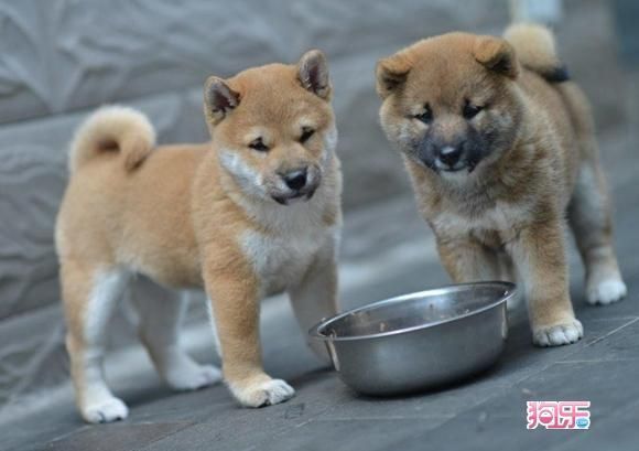 西巴犬(养它需要什么准备)