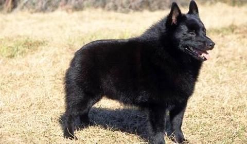西帕凯犬(它真的会乘船吗)