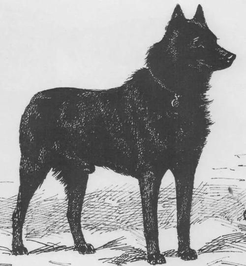 西帕凯犬(它真的会乘船吗)