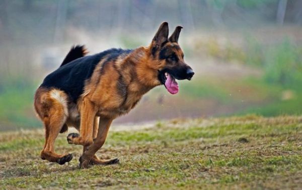 西德牧羊犬(哪种更适合你)