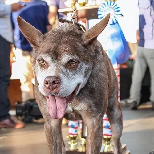 西摩犬( 养了之后才发现它超难搞)