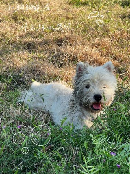 西摩犬( 养了之后才发现它超难搞)