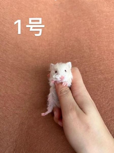 西施熊( 买西施熊需要注意什么)