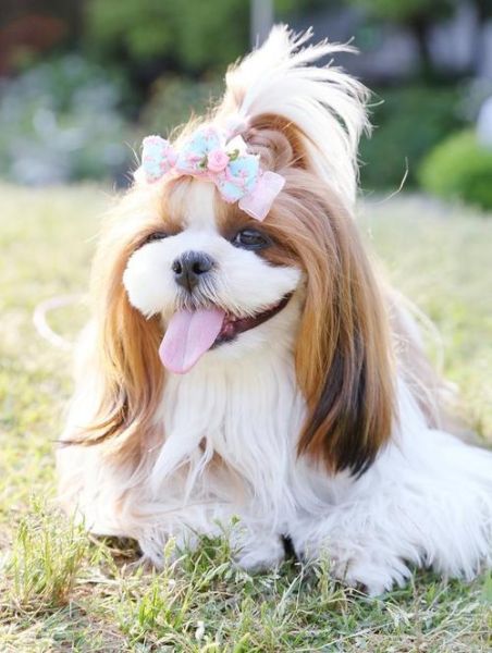 西施犬( 打理起来麻烦吗)