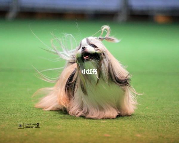西施犬( 打理起来麻烦吗)