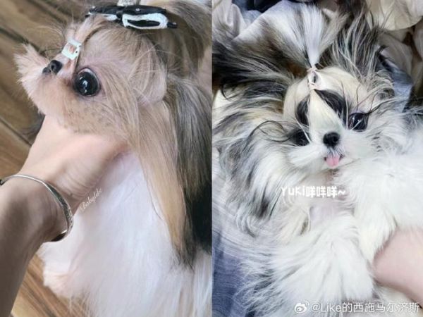 西施犬价格(别被奸商忽悠了)