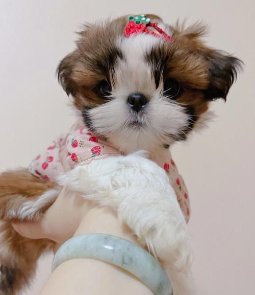 西施犬图片(它到底有多粘人)
