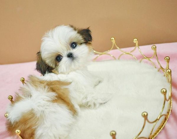 西施犬图片(它到底有多粘人)