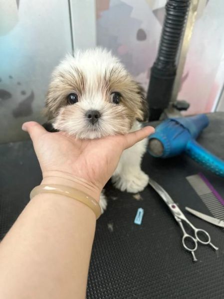 西施犬多少钱一只(价格会更高吗)